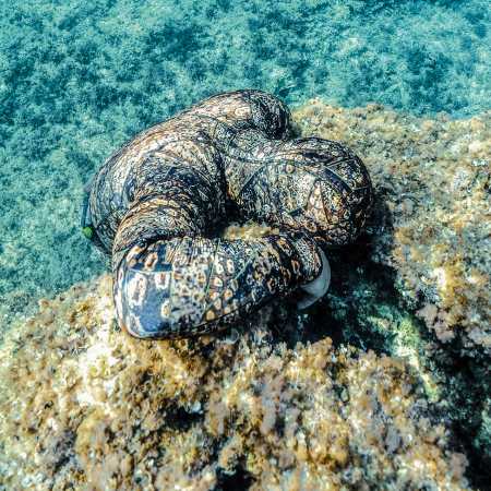 ����������� Salvimar Garda KRYPSIS 7 �� ��� ��������� �����, ������ � ��������� �������� �������.��